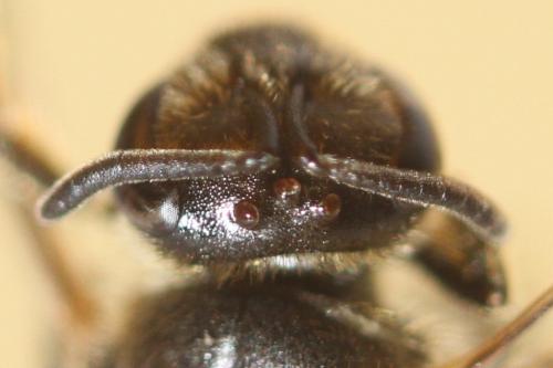 Evylaeus sp.